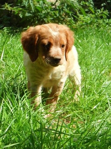 Du Pays Pourleth - chiots de Homère et Hermine