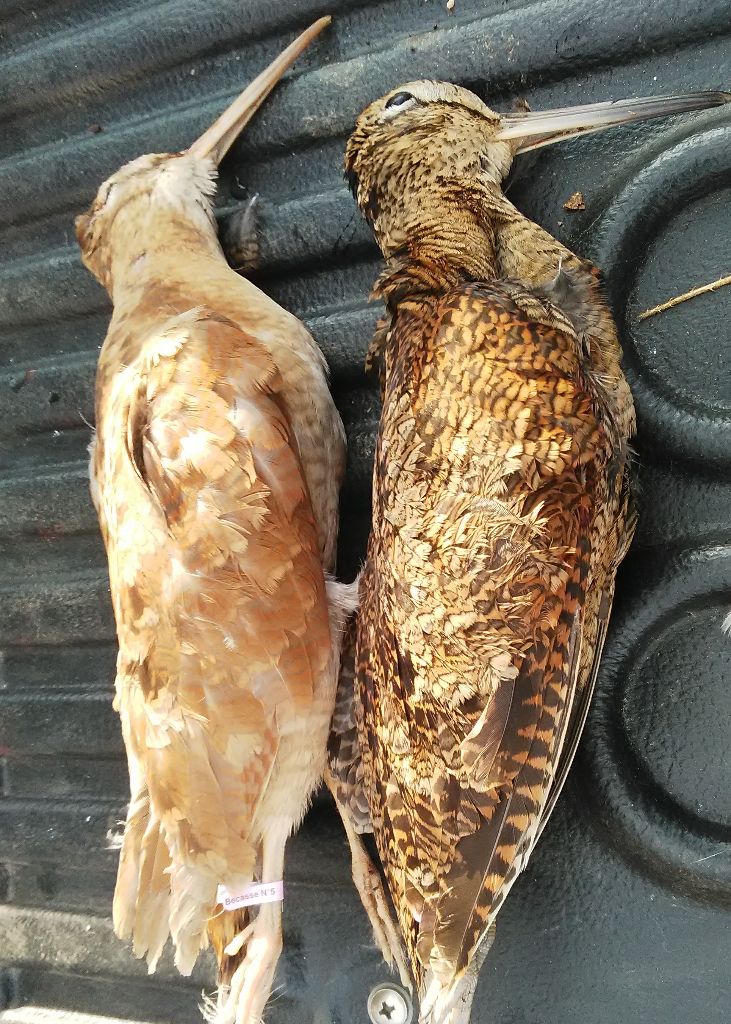 Souvenirs de sorties chasse
